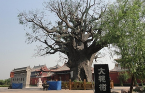 水泥仿真大槐树